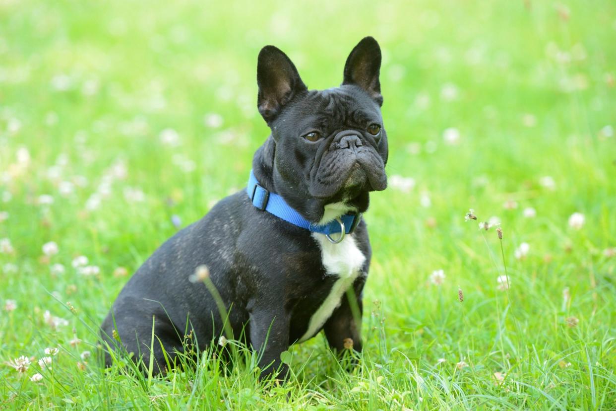 After beating the labrador for most popular dog in the UK last year, the French bulldog has retained first position in London: Alamy Stock Photo