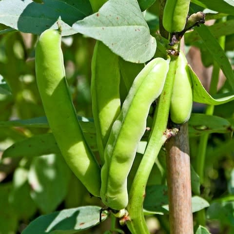 Broad beans - Credit: Alamy