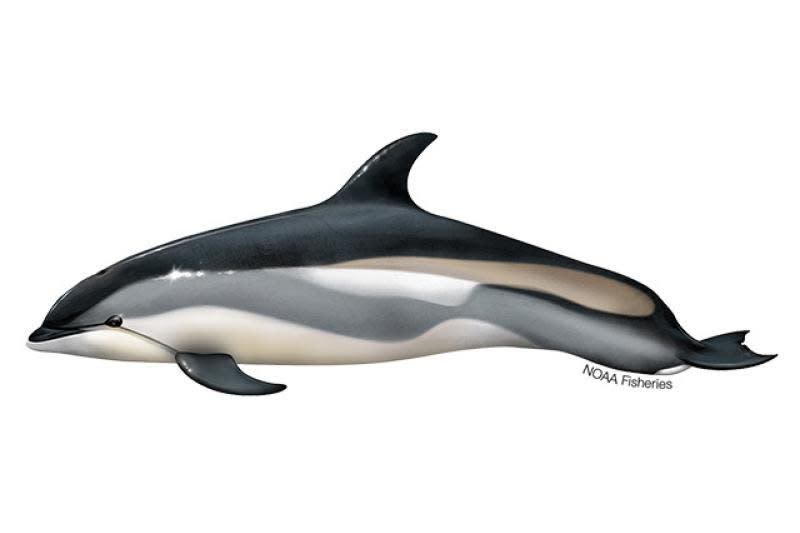 Atlantic white-sided dolphins can grow up to 9.2 feet in length and weigh up to 510 pounds. Image courtesy of National Marine Fisheries Service