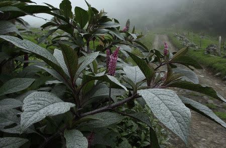 A plant covered in ash after an eruption of Turrialba volcano is seen at El Roble near Turrialba, March 13, 2015. REUTERS/Juan Carlos Ulate