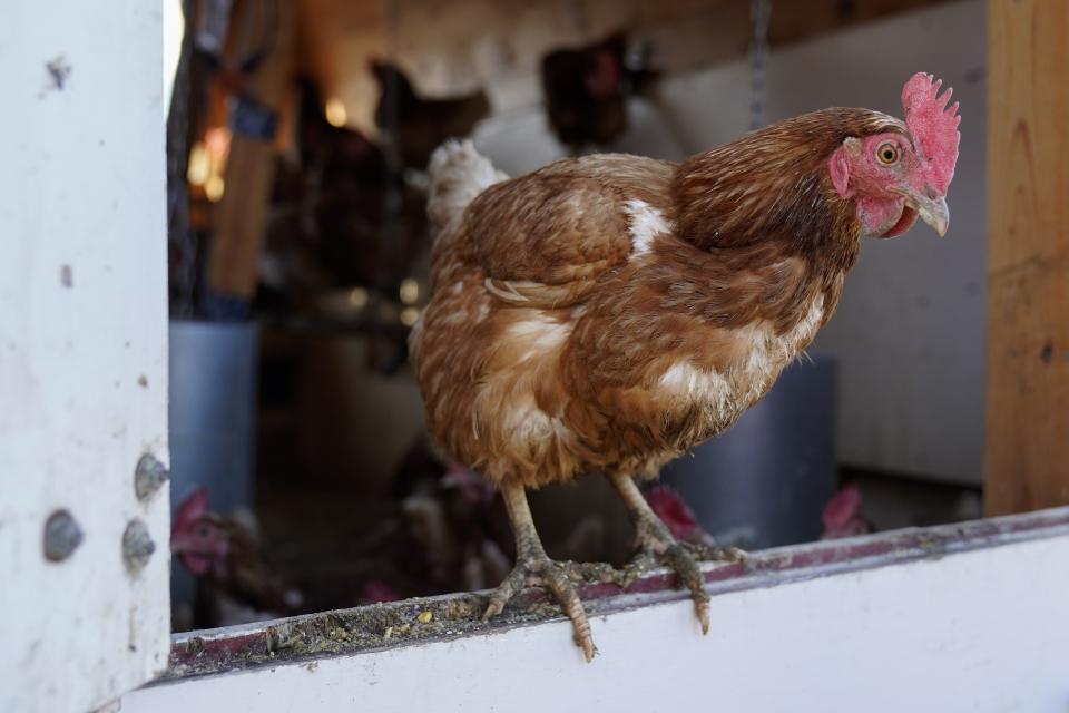 Red Star chickens roost in their coop Tuesday, Jan. 10, 2023, at Historic Wagner Farm in Glenview, Ill. Anyone going to buy a dozen eggs these days will have to be ready to pay up. That's because a lingering bird flu outbreak, combined with soaring feed, fuel and labor costs, has led to prices more than doubling over the past year. (AP Photo/Erin Hooley)