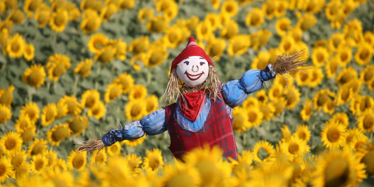 Faced with the shortage of oil, farmers embark on the production of sunflower