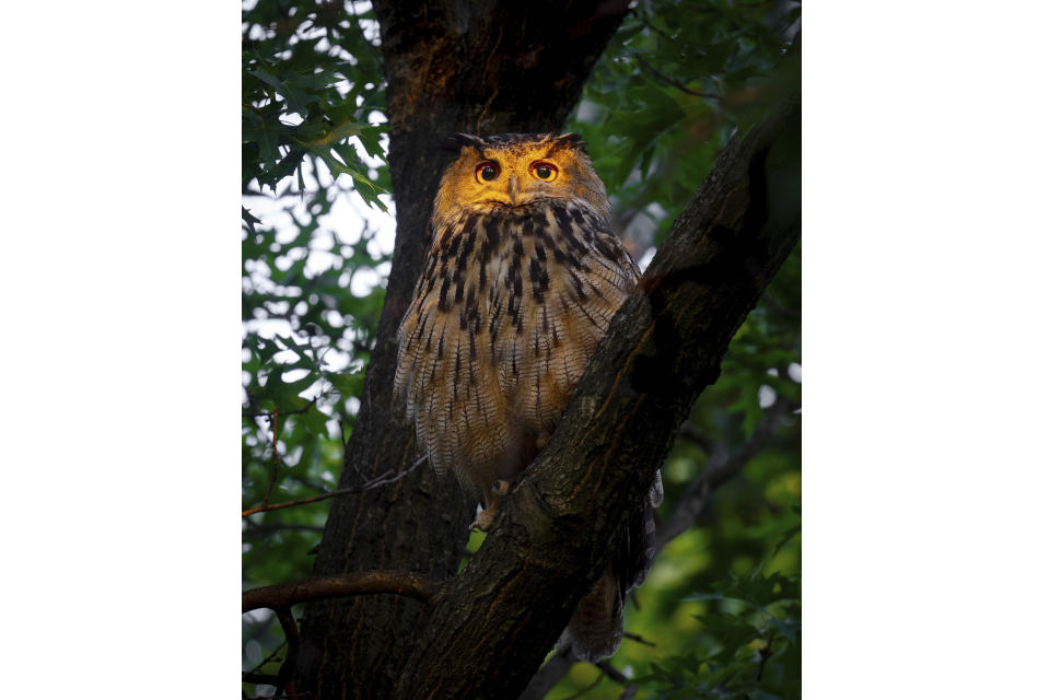 This photo provided by David Lei shows Flaco the owl, June 19, 2023, in New York. One year since his dramatic escape from the Central Park Zoo, Flaco, New York City’s beloved celebrity owl, is settling into a routine: lounging by day in Manhattan's stately courtyards, he spends his nights hooting atop water towers and preying on the city's abundanant rats. (Courtesy David Lei via AP)