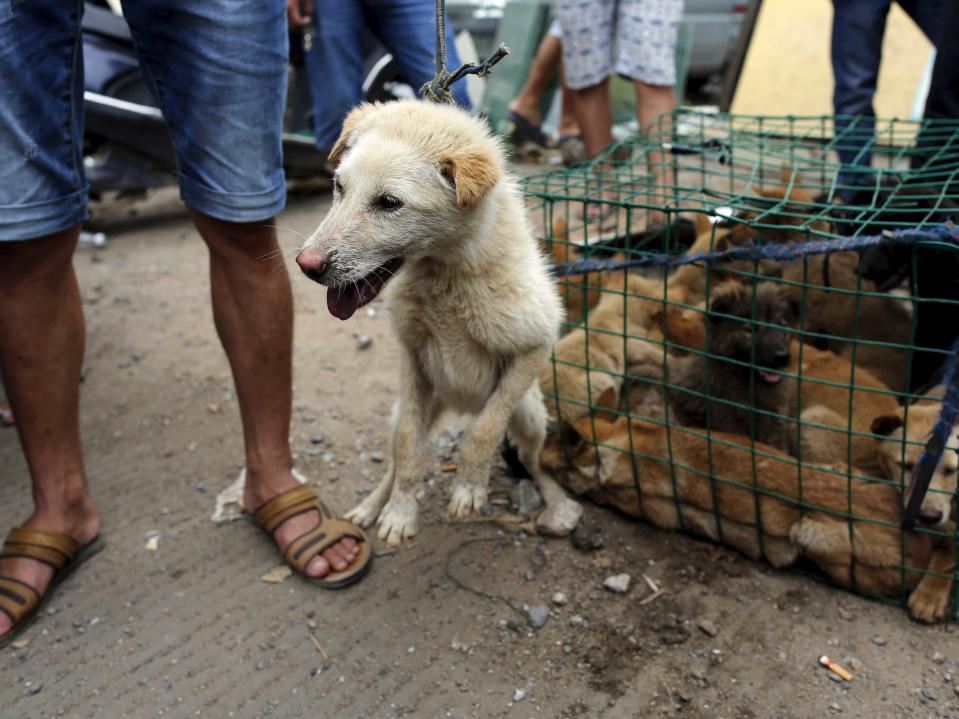 Yulin dog meat festival 2015