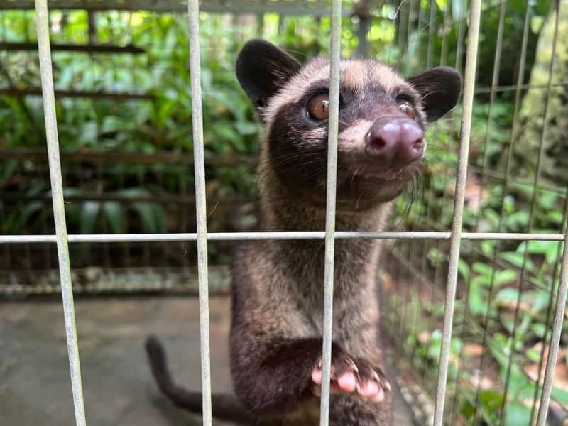 A young Asian palm civet cat in its cage in a coffee garden for tourists on Bali. The wild, noctural animals are kept in small cages under terrible conditions, animal rights groups charge. The coffee beans they excrete after eating are the world's most expensive. Carola Frentzen/dpa