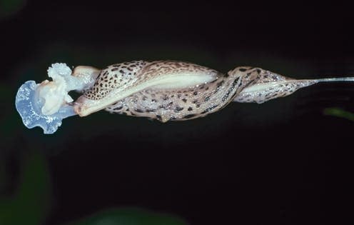 <span class="caption">Beautifully bizarre.</span> <span class="attribution"><a class="link " href="https://www.shutterstock.com/image-photo/mating-leopard-slugs-limax-maximus-australia-1435271348" rel="nofollow noopener" target="_blank" data-ylk="slk:Ken Griffiths/Shutterstock;elm:context_link;itc:0;sec:content-canvas">Ken Griffiths/Shutterstock</a></span>