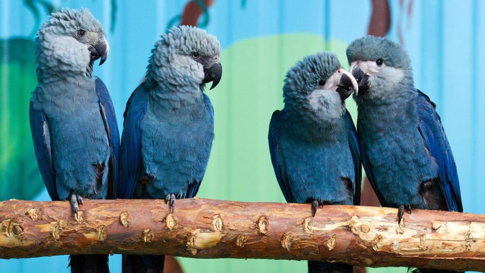 Spix's macaws (L-R) Felicitas, Frieda, P