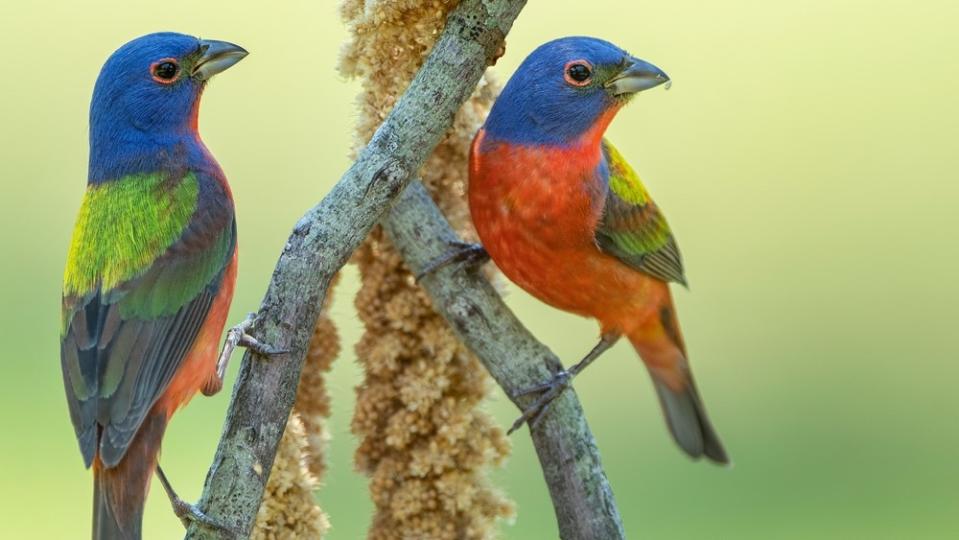 Painted bunting