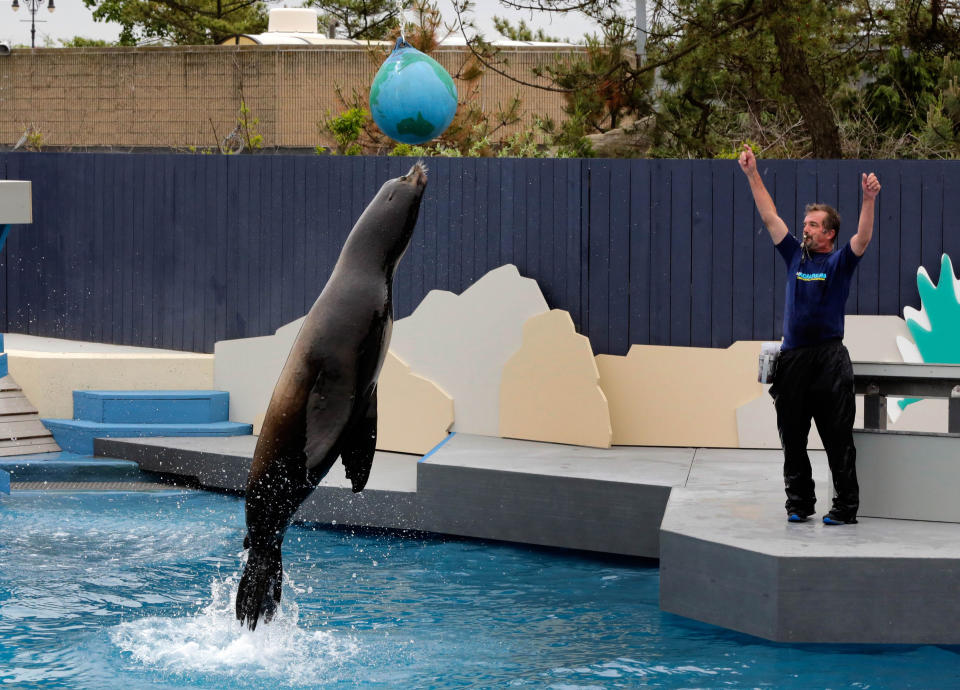 FILE - In this file photo of May 24, 2013, sea lion Osborne performs with trainer Guenter Skammel during a preview of the sea lion show at the New York Aquarium in the Coney Island section of the Brooklyn borough of New York. Eight months after Superstorm Sandy hit New York City, Coney Island’s aquarium, rides, eateries and beach are getting plenty of visitors, and there are even a few new attractions like a carousel and a store for fans of the Nets basektball team. (AP Photo/Richard Drew, file)