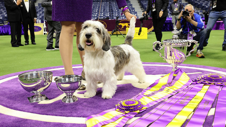 NEW YORK, NEW YORK - MAY 09: Buddy Holly, the Petit Basset Griffon Vendeen, winner of the Hound Group, wins Best in Show at the 147th Annual Westminster Kennel Club Dog Show Presented by Purina Pro Plan at Arthur Ashe Stadium on May 09, 2023 in New York City. (Photo by Cindy Ord/Getty Images for Westminster Kennel Club)