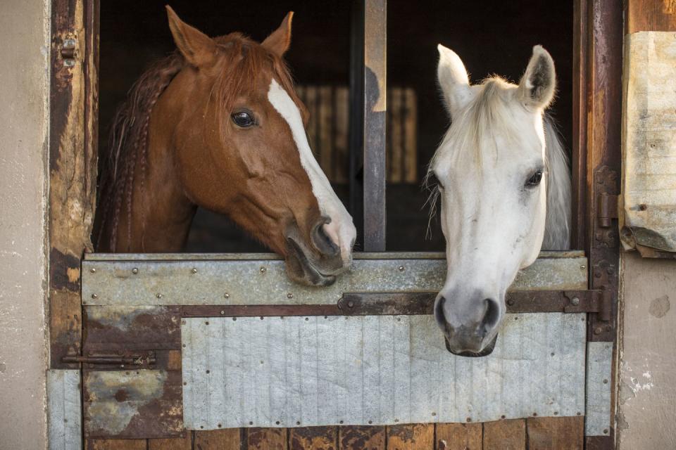 brown horse and white horse in a stable