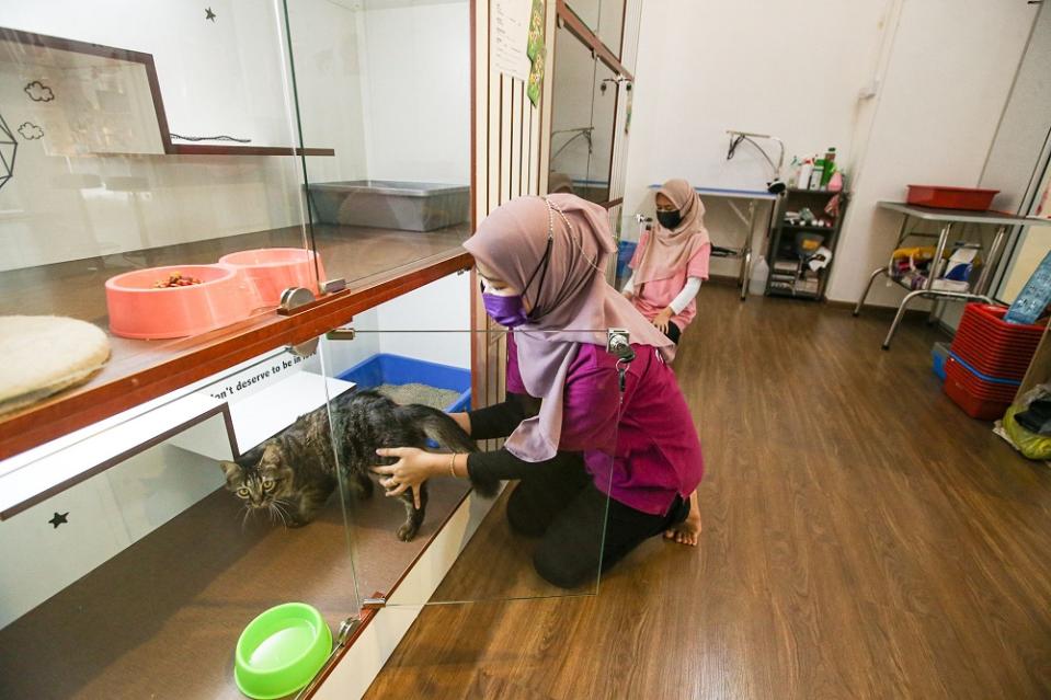 Farah Atiqah Zainun (foreground) and Nurul Syamimi Mohd Zabidi, pet assistants at Friendly Pet House, attending to their clients. ― Picture by Farhan Najib