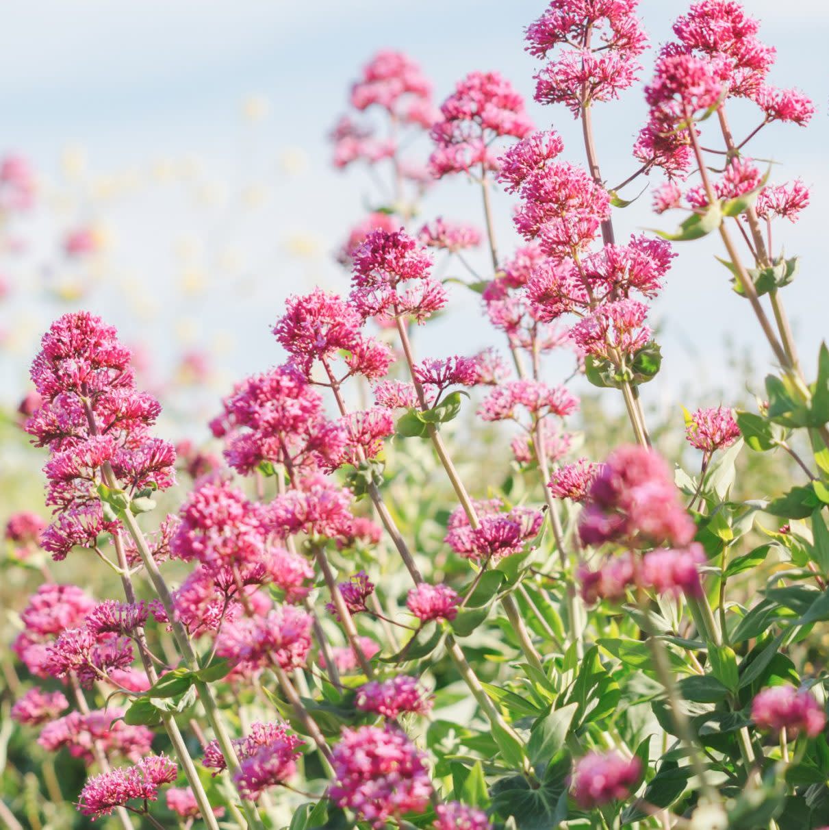 Valeriana officinalis