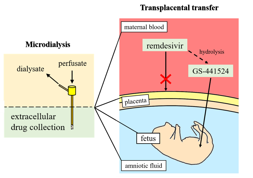 瑞德西韋代謝物通過胎盤屏障示意圖。（陽明交大提供）
