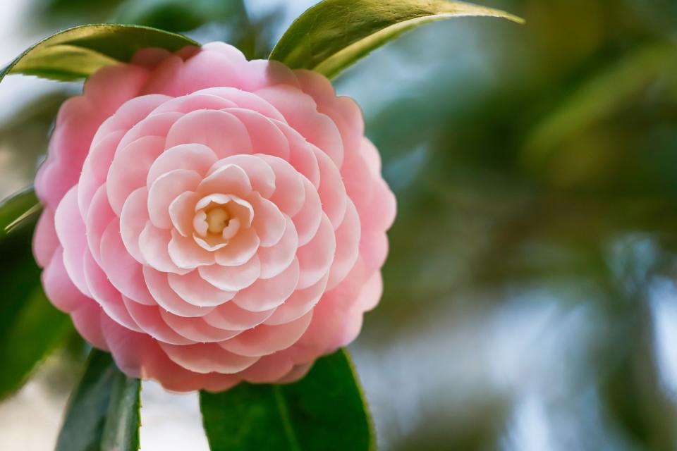 pink perfection camellia