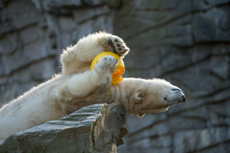 Polar bear in Berlin