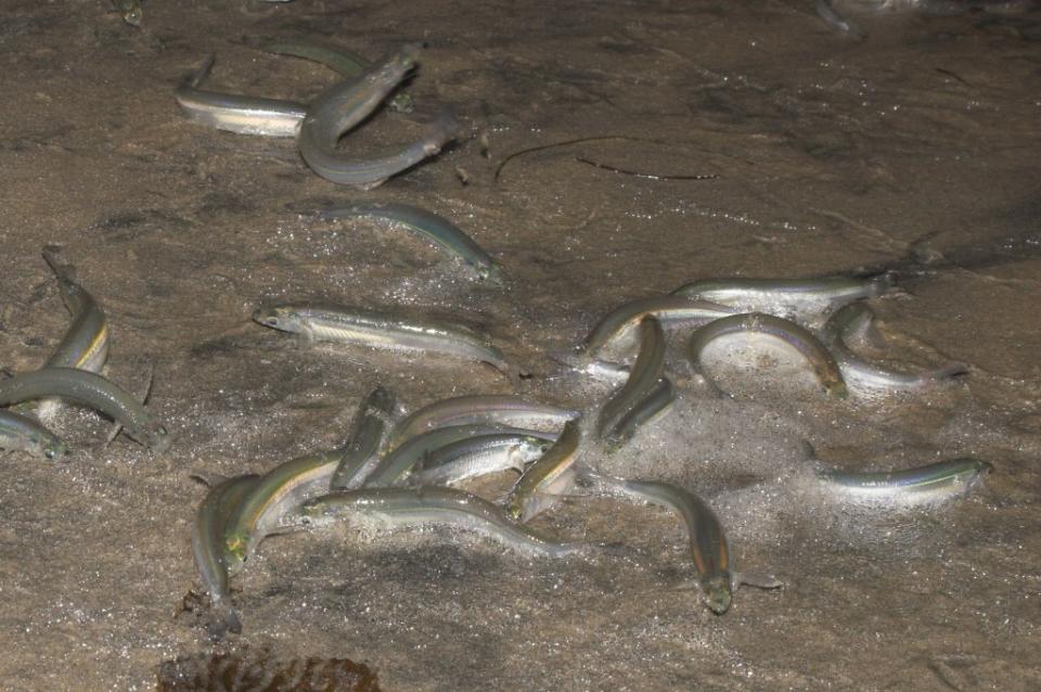 Grunions are vulnerable to predation during their seaside romps. ZUMAPRESS.com