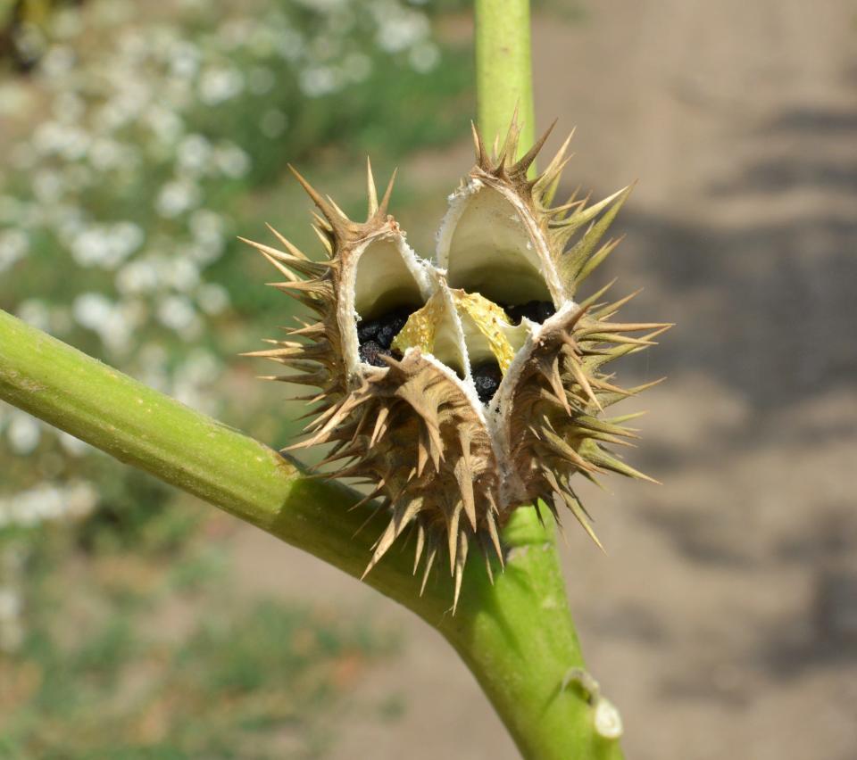 A spiky seed from the Datura stramonium plant that contains poisonous compounds including scopolamine.