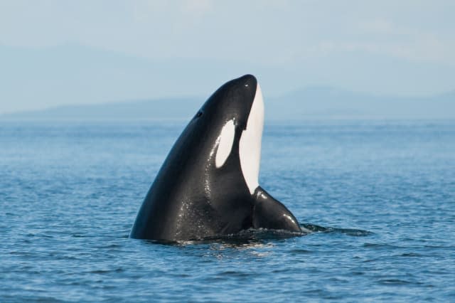 Killer whale in sea with mountains on background.