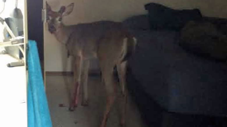 'It was crazy': Deer crashes through window, enters Regina house