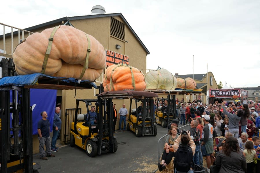 The final four pumpkins to be weighed are lifted up for the crowd at Safeway 50th annual World Championship Pumpkin Weigh-Off in Half Moon Bay, Calif., Monday, Oct. 9, 2023. Travis Gienger, of Anoka, Minn., won the event with a pumpkin weighing 2749 pounds. (AP Photo/Eric Risberg)