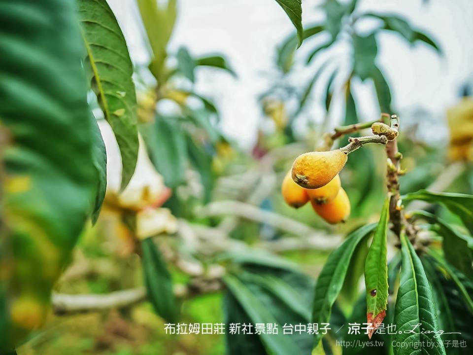 台中新社｜布拉姆田莊