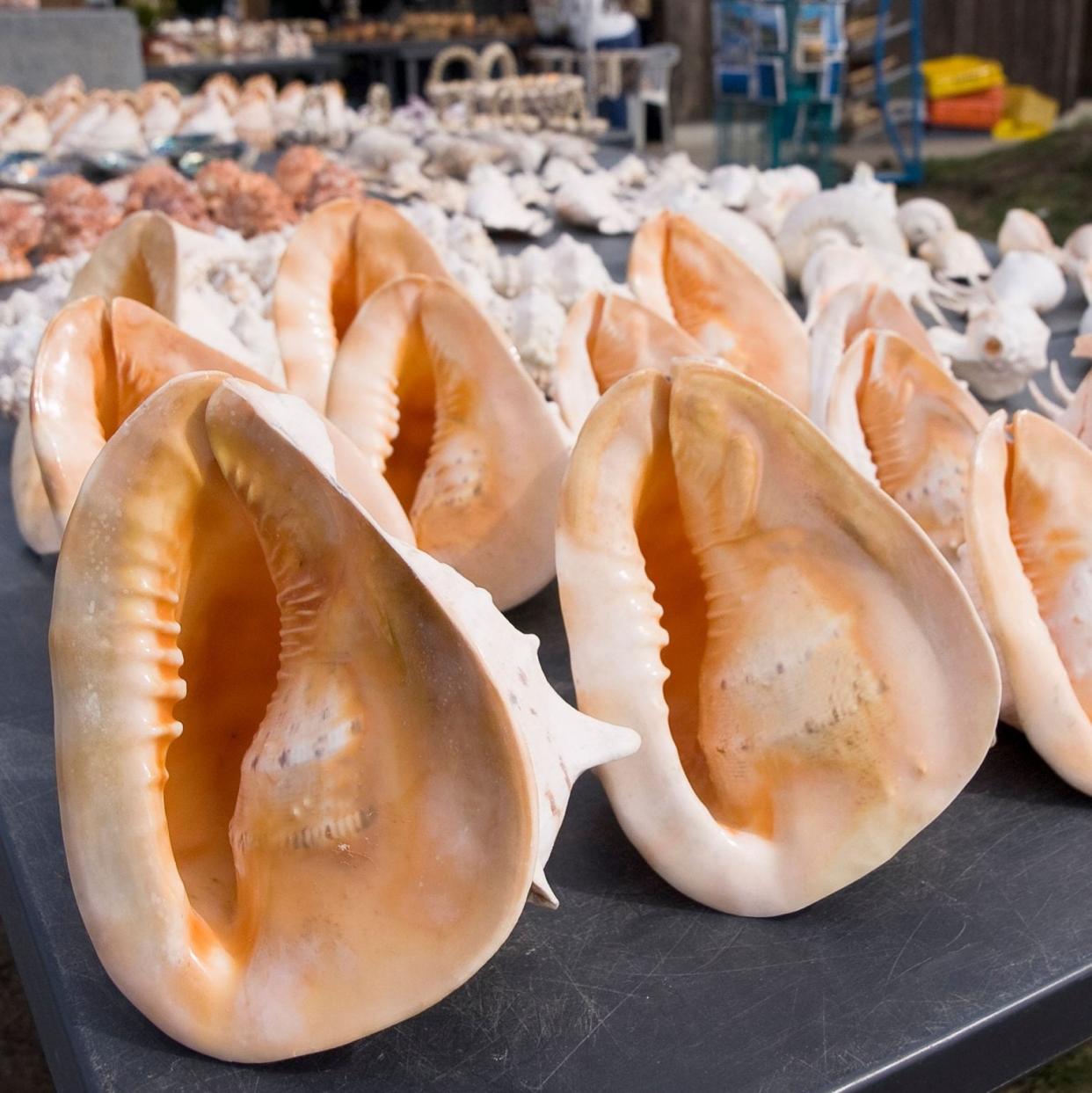 Rows of conch shells