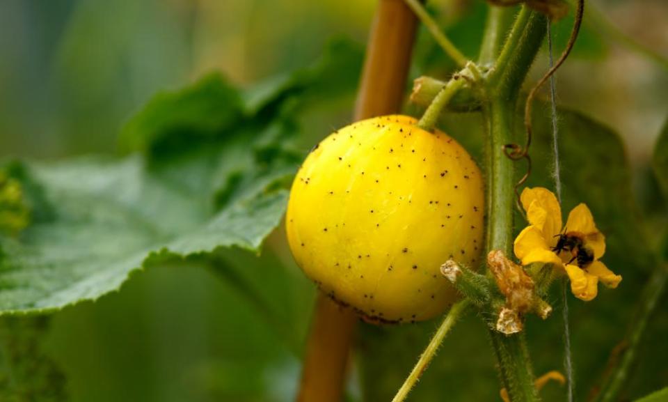 Cucumber crystal lemon.