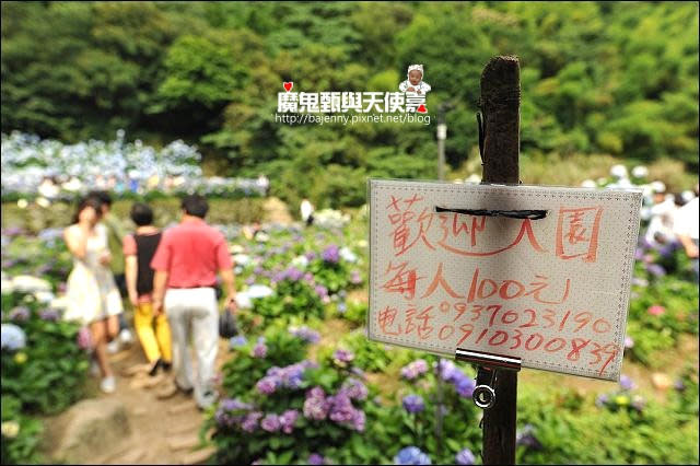 陽明山竹子湖繡球花地圖懶人包~2015/6/9花況（上篇）