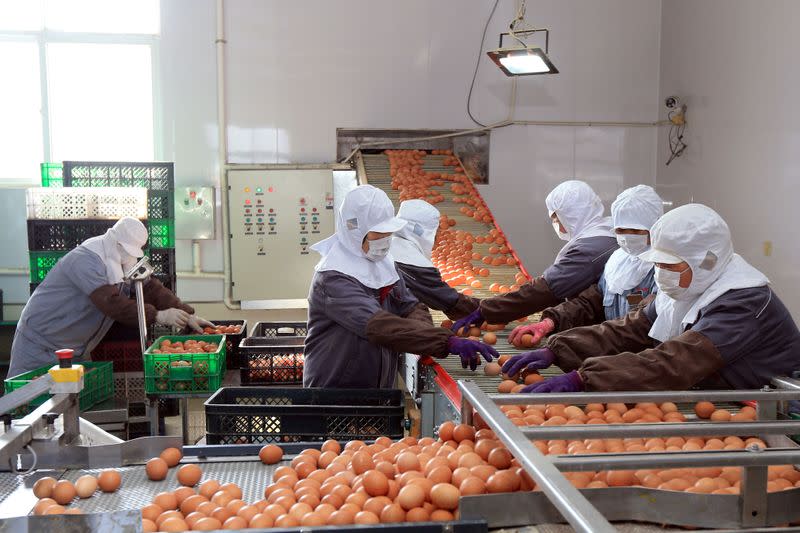 FILE PHOTO: Workers wearing face masks sort and package eggs at a factory, as the country is hit by an outbreak of the novel coronavirus, in Rongcheng