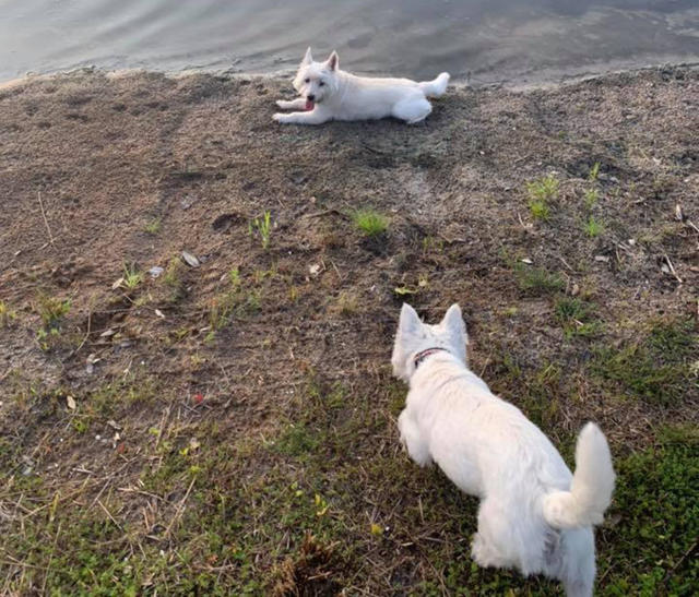 Abby and Izzy chasing the ball and rolling in the mud at the Wilmington pond. Source: Melissa Martin / Facebook