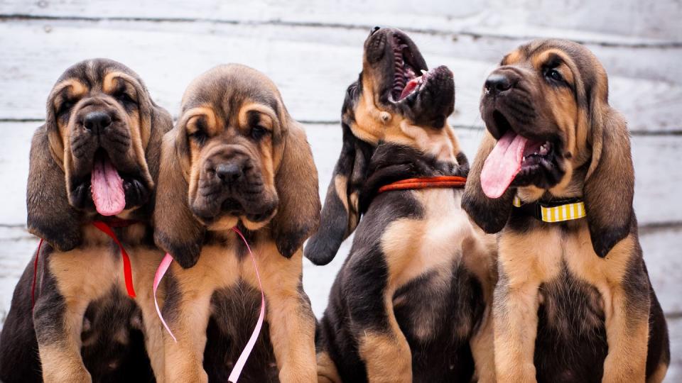 beautiful puppies bloodhound on a light background