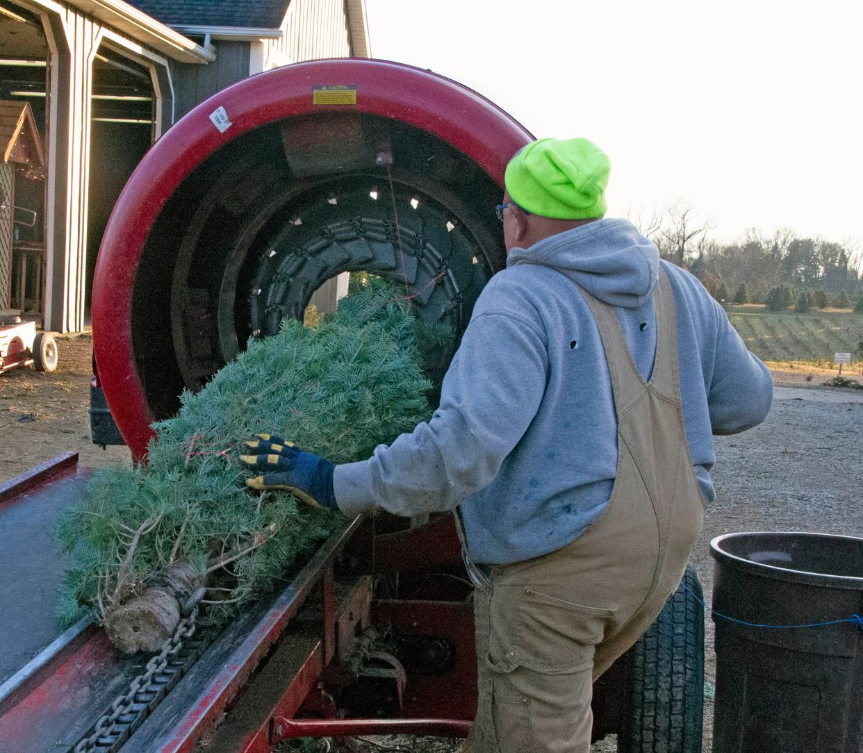 Pine Tree Barn nursery manager Brad Moore pulls a fresh cut tree out of the baler.