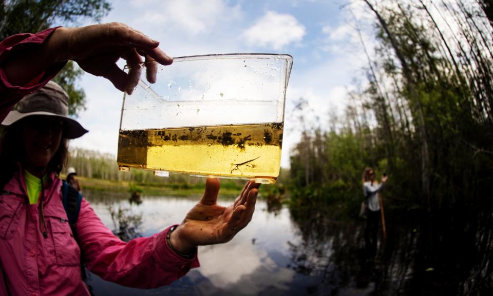 Sally Stein, the director of public programs for Corkscrew Swamp Sanctuary in Collier County displays a water scorpion while leading a swamp walk on Friday, March 8, 2024.