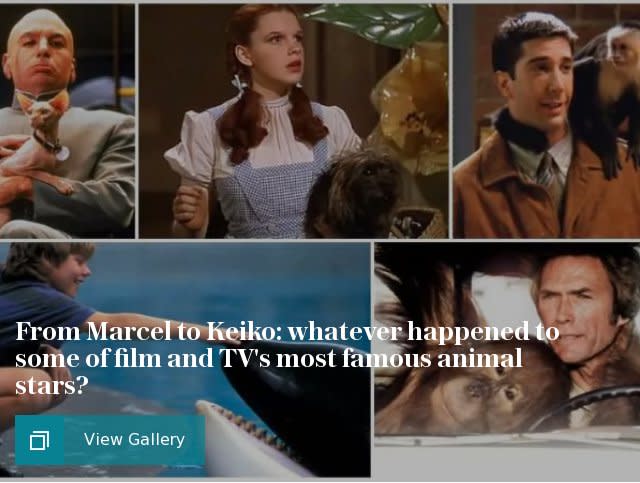 Film and TV famous animals