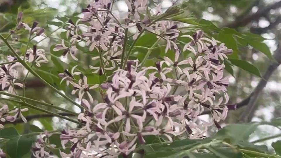 報春樹來了！　台中南屯、雲林莿桐苦楝花秘境曝光