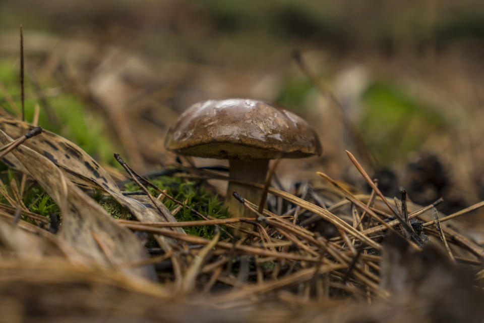 Un hongo crece en el suelo del bosque en la zona de Bucha, Ucrania, el 3 de noviembre de 2022. (Brendan Hoffman/The New York Times)

