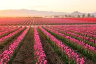 You think tulips, you think Holland, right? Surprise, these beautiful spring flowers can be found <a href="https://www.cntraveler.com/gallery/landscapes-you-wont-believe-are-in-the-us?mbid=synd_yahoo_rss" rel="nofollow noopener" target="_blank" data-ylk="slk:closer to home" class="link ">closer to home</a>: Washington's Skagit Valley has sprawling fields of tulips much like Lisse's Keukenhof (the largest bulb garden in the world), with a festival offering guided bike tours and photo contests every April.