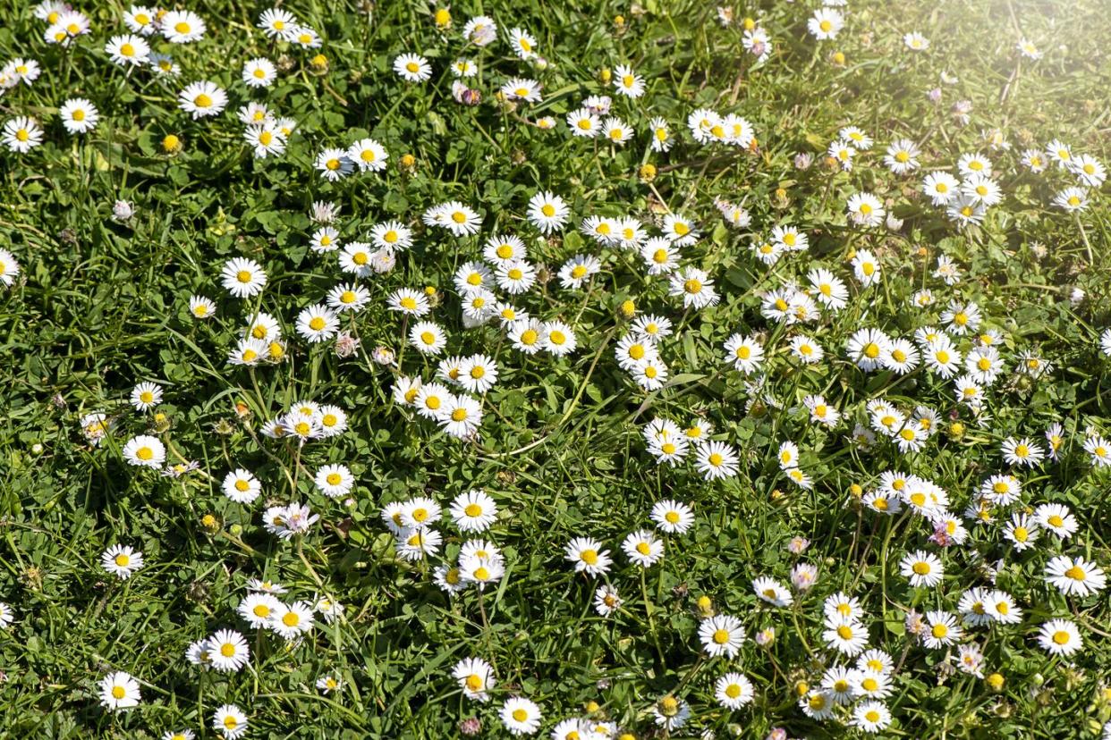 cottage garden flowers daisy