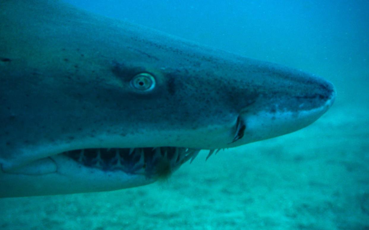 A Sand tiger shark  - National Geographic Channels