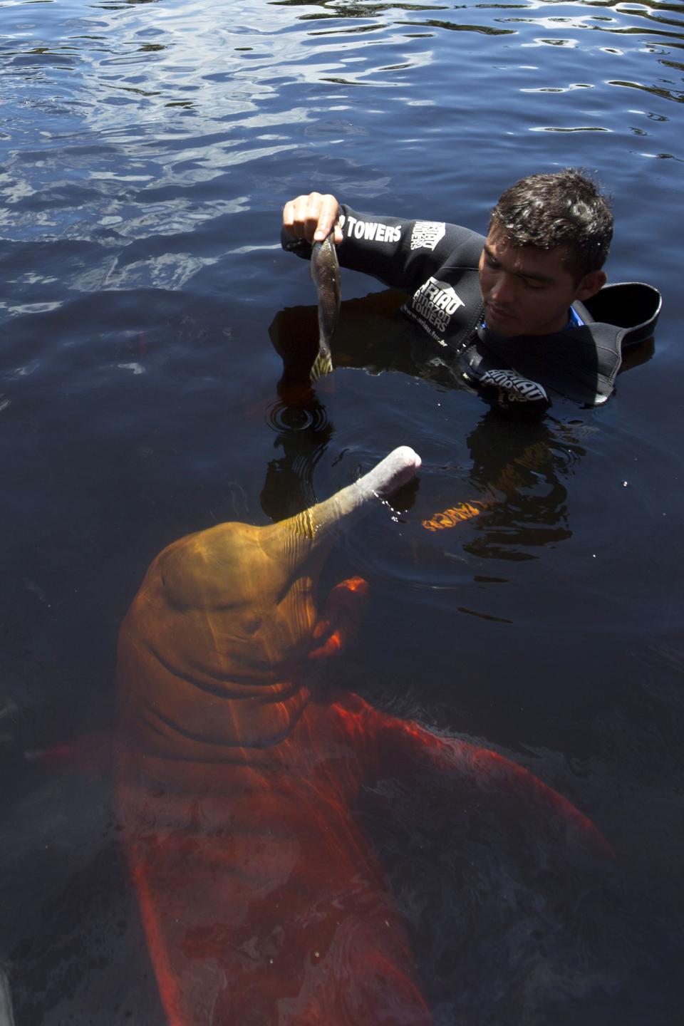 A worker feeds a river dolphin in front of the Ariau hotel in the Amazon jungle near to Manaus, in northern Brazil, March 28, 2014. Manaus is one of the host cities for the 2014 soccer World Cup in Brazil. REUTERS/Bruno Kelly (BRAZIL - Tags: SPORT SOCCER WORLD CUP SOCIETY ANIMALS)