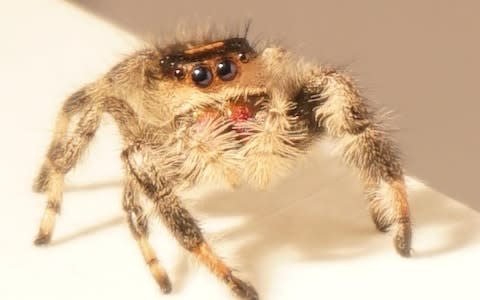 Kim the spider who has been trained to jump to help scientists study the mechanics of the jumping arachnid - Credit: University of Manchester 