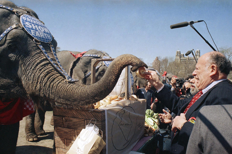 <p>New York City Mayor Edward I. Koch feeds a bagel to an elephant from the Ringling Brothers and Barnum and Bailey Circus during a lunchtime picnic on Tuesday, April 12, 1988 in New York’s Central Park. The 19 elephants, along with a contingent of clowns, jugglers and showgirls, strolled from Madison Square Garden to the park and back again, for the outing. (AP Photo/Mario Cabrera) </p>