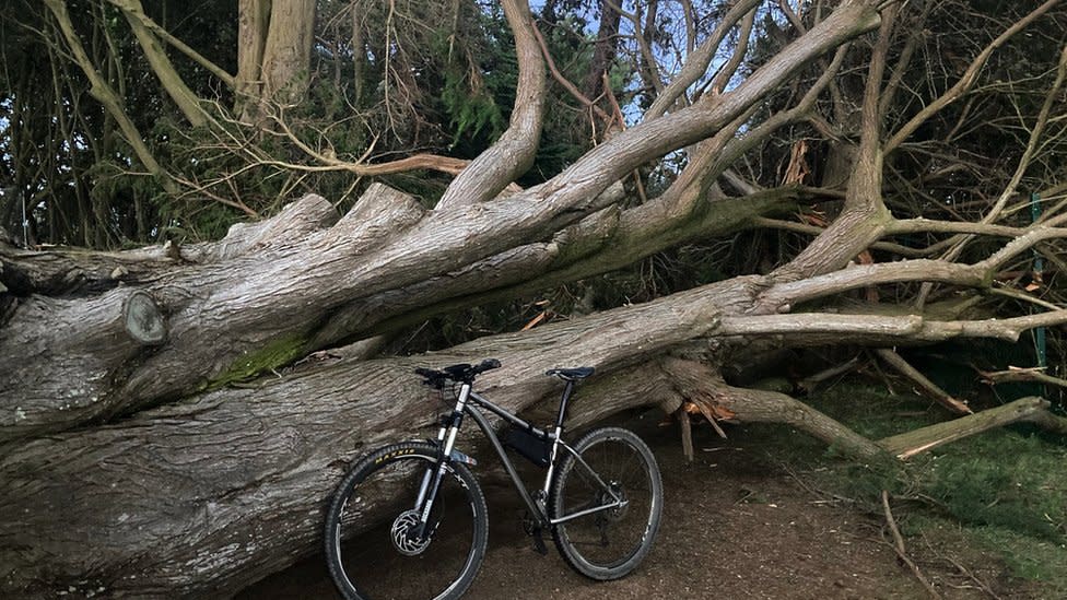 Tree fallen down