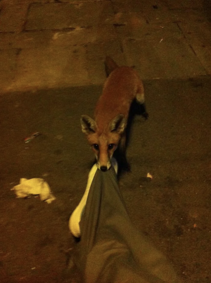 Fox caught in the act of playfully tugging on a person's pant leg on a street at night