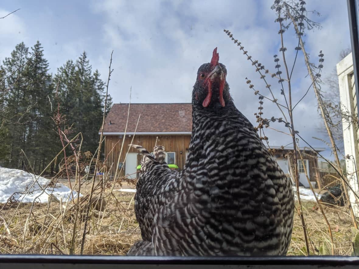 The chicken pictured here was one of several that Greg Robert kept on his property in Pembroke, Ont., before he moved to the Township of Madoc. (Submitted by Greg Robert - image credit)