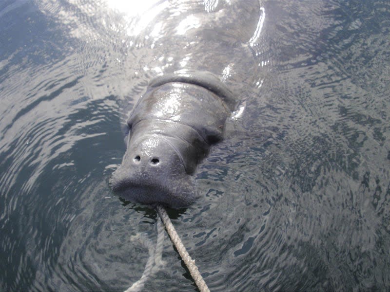 A snorkeler swims with a manatee in the Crystal River National Wildlife Refuge.