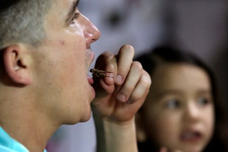 Biologist Federico Paniagua eats a cricket during lunch in Grecia