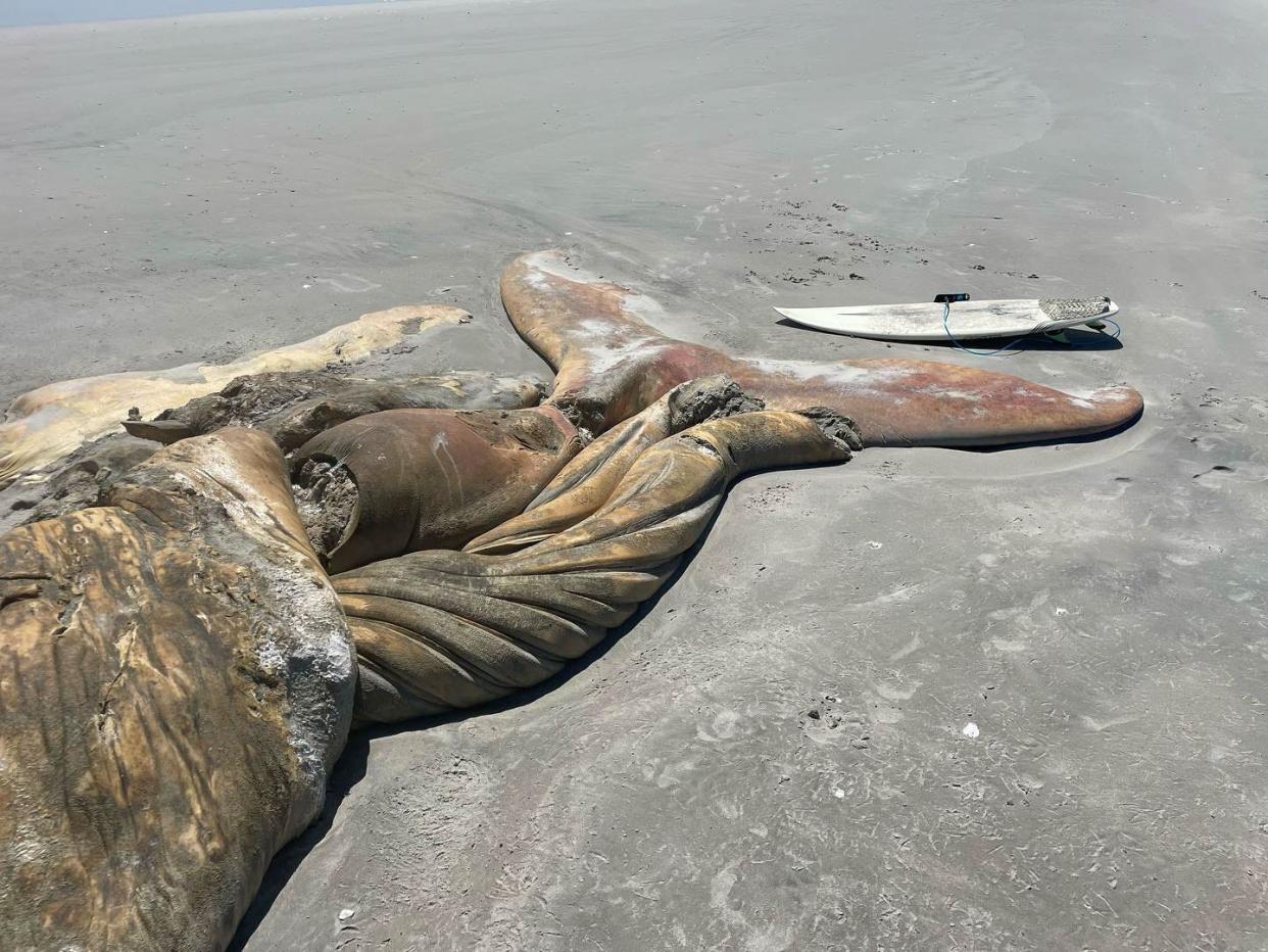 A whale that washed up on Masonboro Island in March next to a 5’6” surfboard.