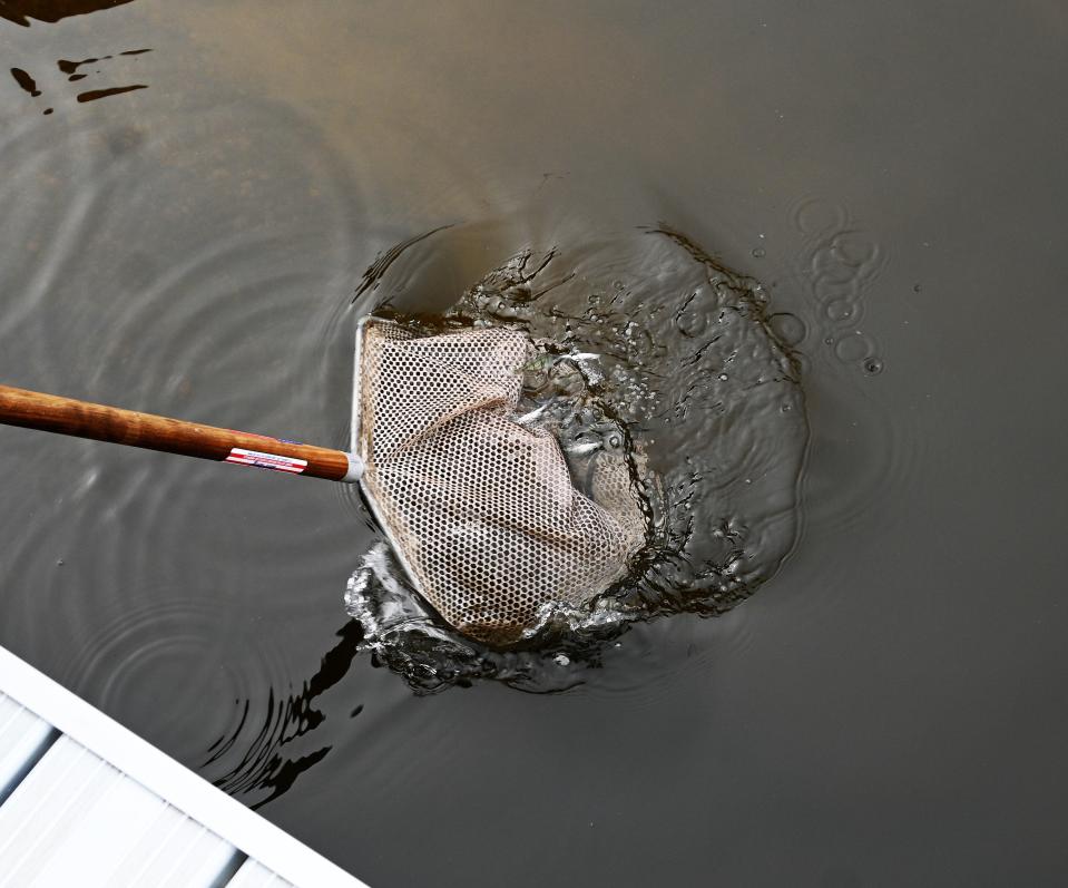 Perch swim into Archer Lake ready to spawn.